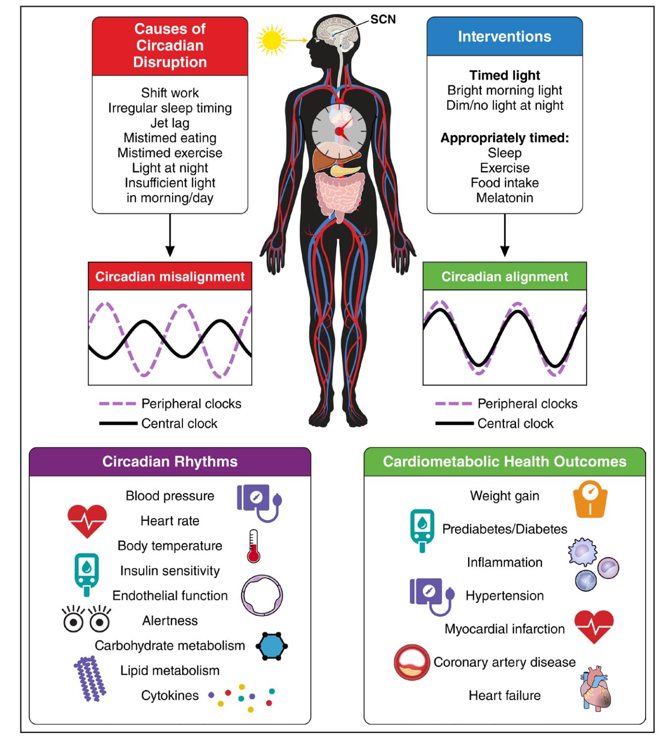 【Circadian Health and Cardiometabolic Disease】Pathophysiology and Mitigation