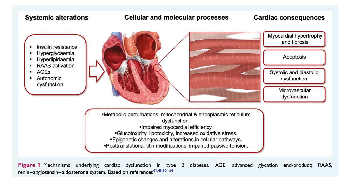 【2024 HFA-ESC临床共识声明:糖尿病心肌疾病】Mechanisms underlying cardiac dysfunction in type 2 diabetes