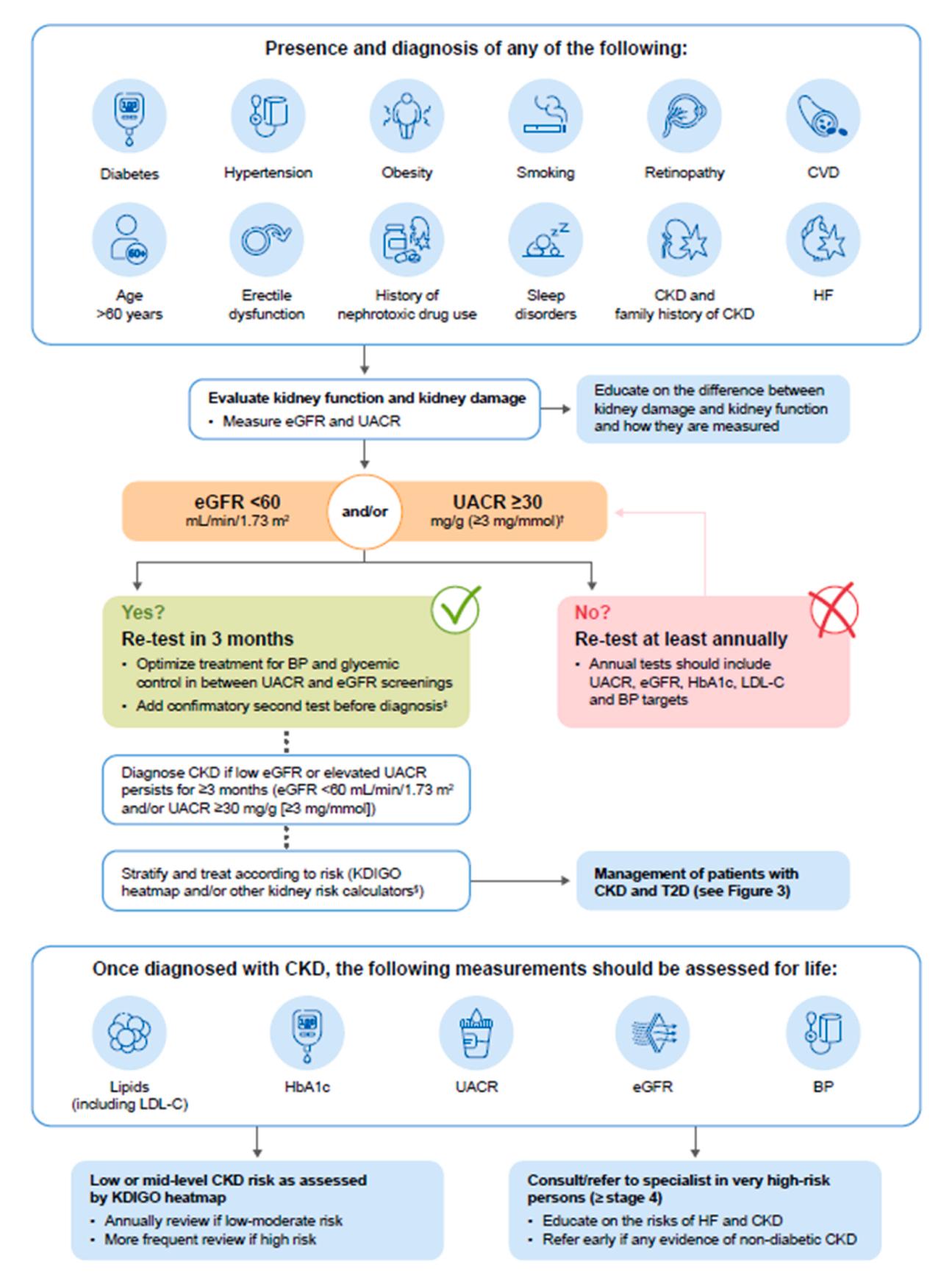 【CKD Screening and Management Algorithm】CKD筛查与管理流程图