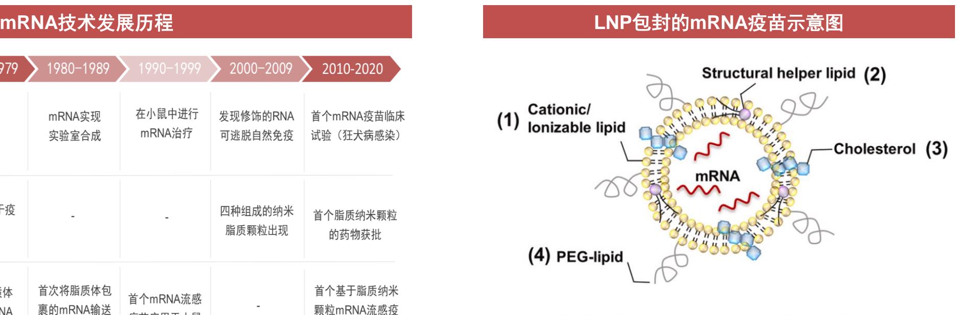 【医药行业mRNA产业链深度报告】技术发展历程与结构示意图