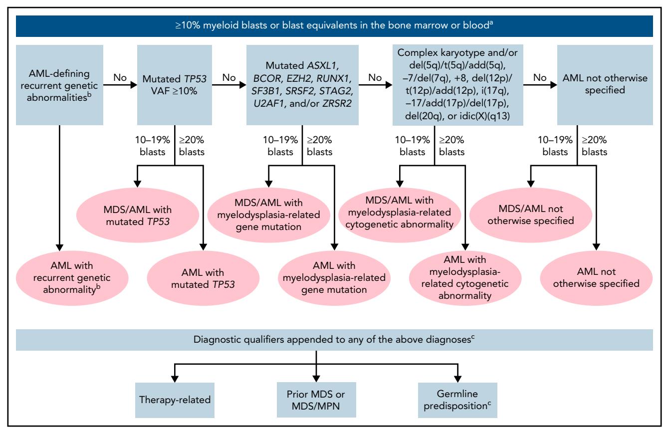 【Diagnosis and management of AML in adults: 2022 recommendations from an international expert panel on behalf of the ELN】Diagnostic algorithm for AML and MDS/AML