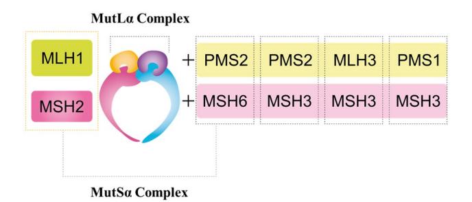 【Japanese Society of Medical Oncology/Japan Society of Clinical Oncology/Japanese Society of Pediatric Hematology/Oncology-led clinical recommendations on the diagnosis and use of immunotherapy in patients with DNA mismatch repair deficient (dMMR) tumors,】Molecular biology schematic