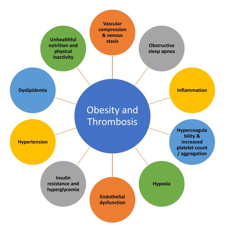 image_category: FLOWCHART/Pathophysiological mechanism diagram | body_region: whole body | specialty: Cardiology | summary: This diagram illustrates the multifactorial pathophysiological links between obesity and the development of thrombosis, highlighting metabolic, mechanical, and inflammatory pathways.