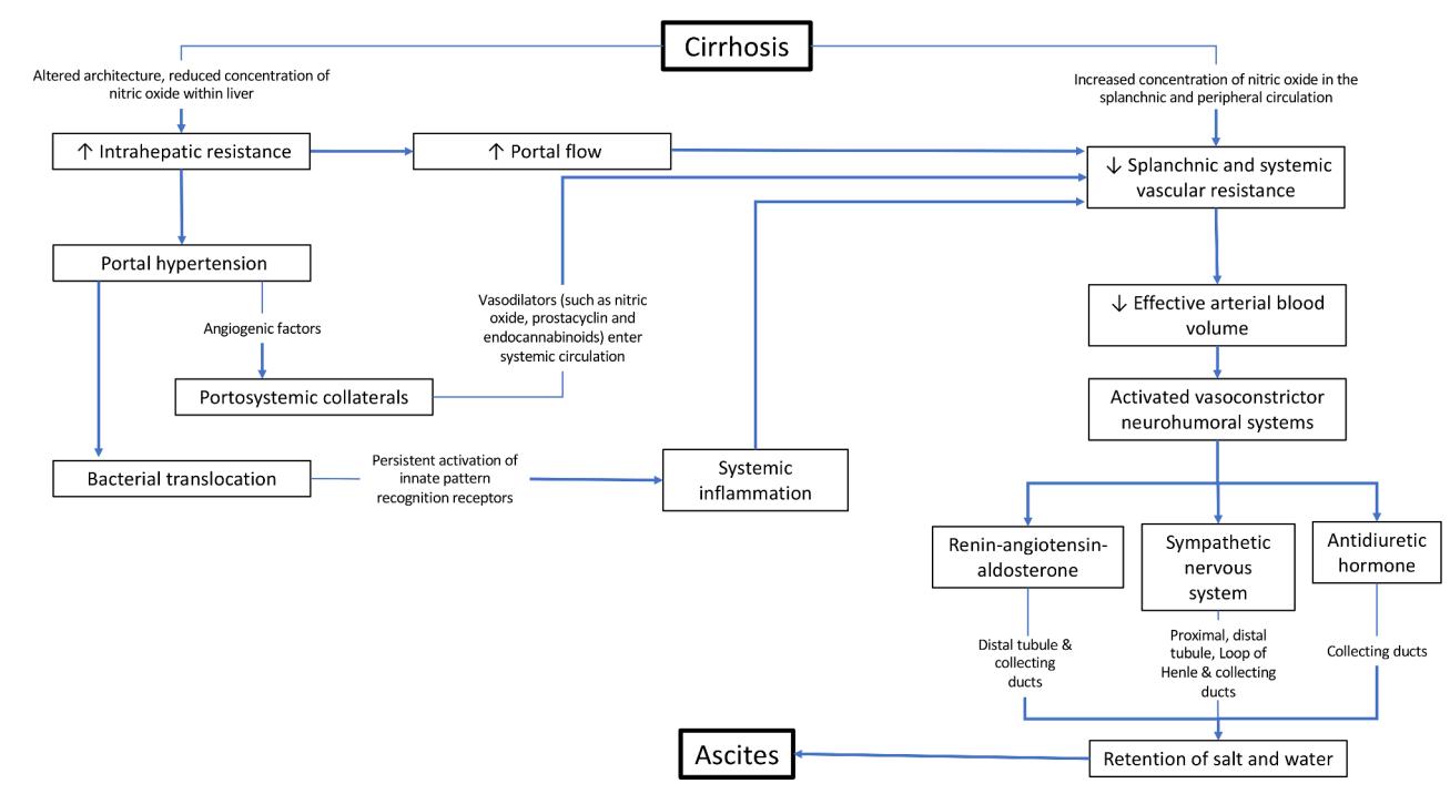【Guidelines on the management of ascites in cirrhosis】Pathophysiological flowchart