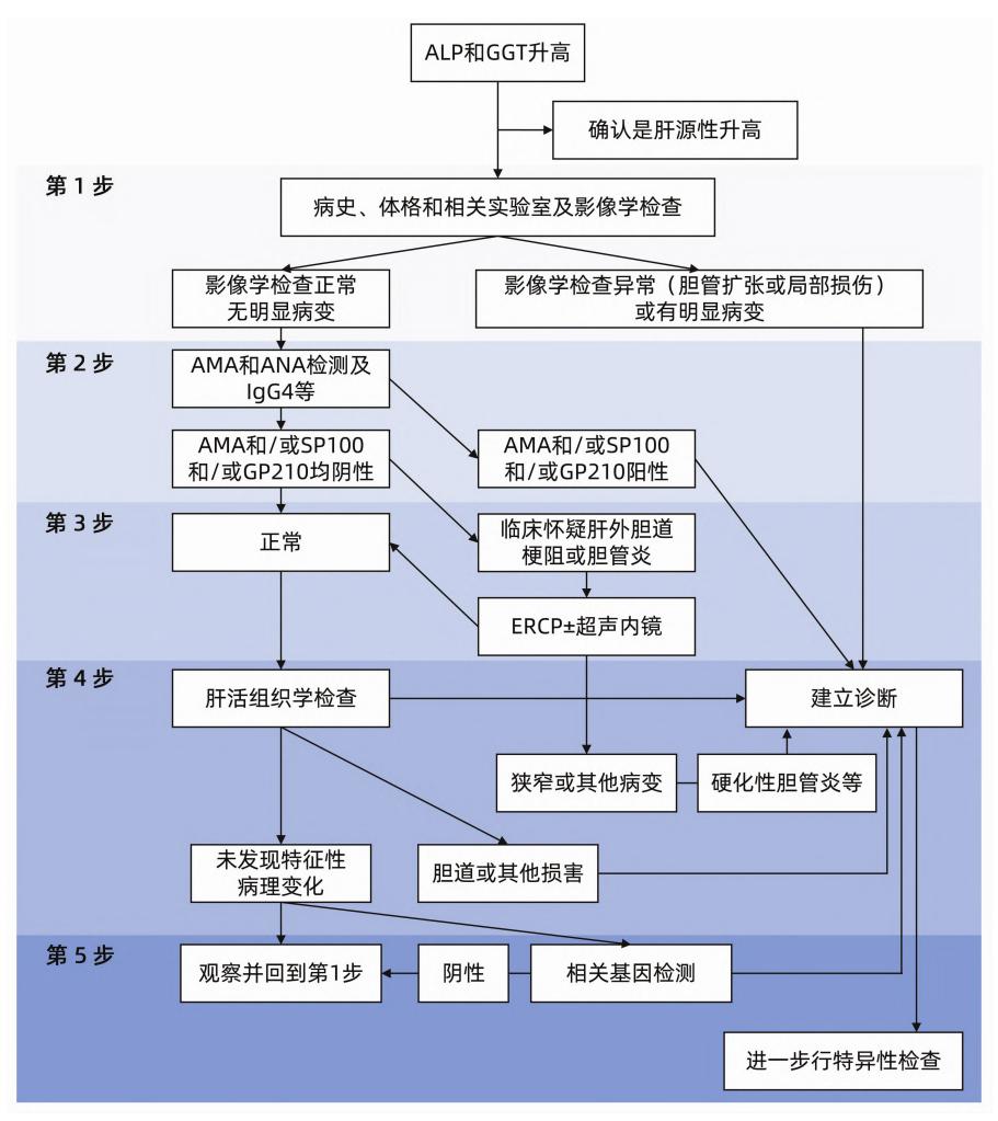 【ALP和GGT升高临床诊断流程图】
