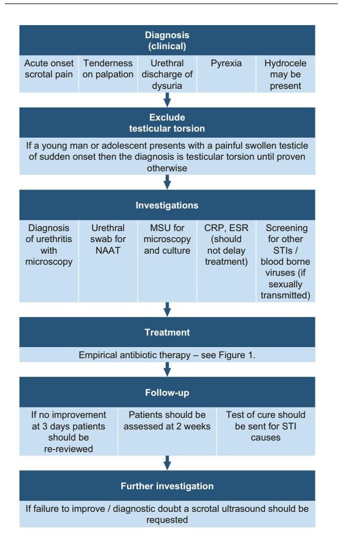 【2024 European Guideline: Management of Epididymo-orchitis】Clinical Pathway for Acute Scrotal Pain