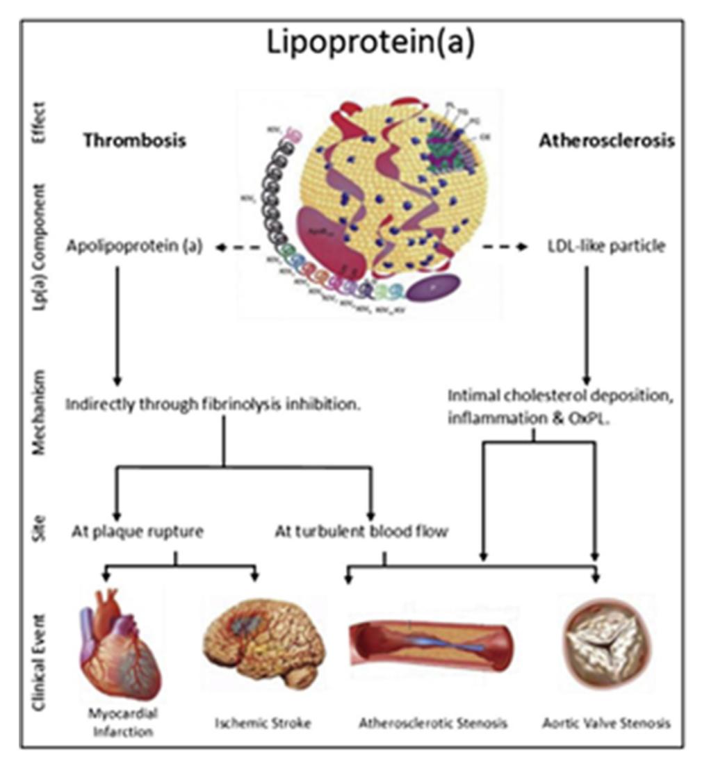 【NLA科学声明:脂蛋白(a)在临床实践中的应用】Lipoprotein(a) Pathophysiology Diagram