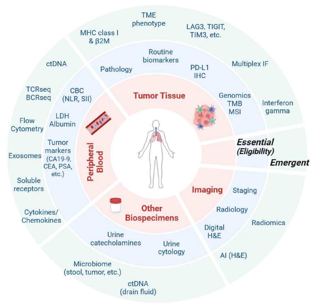 image_category: DIAGRAM/Biomarker Landscape Diagram | body_region: whole body | specialty: Oncology | summary: A comprehensive framework categorizing cancer biomarkers into essential (eligibility-related) and emergent types across tumor tissue, peripheral blood, imaging, and other biospecimens. | detail: This circular schematic diagram illustrates the multi-modal landscape of cancer biomarkers, centered around a human silhouette representing the patient. The inner core identifies four primary sources of diagnostic information: Tumor Tissue, Imaging, Other Biospecimens, and Peripheral Blood. Surrounding this core are two concentric rings representing the clinical status of various assays. The inner ring, labeled 'Essential (Eligibility)', includes established clinical standards such as PD-L1 IHC, Genomics (TMB, MSI), tumor staging, radiology, digital H&E, and routine blood markers like LDH, albumin, and CBC (NLR, SII). These are critical for determining patient eligibility for standard-of-care treatments. The outer ring, labeled 'Emergent', highlights cutting-edge research areas and novel biomarkers currently under investigation. These include immune checkpoints (LAG3, TIGIT, TIM3), multiplex immunofluorescence (IF), radiomics, AI-driven H&E analysis, microbiome analysis (stool, tumor), and liquid biopsy components like ctDNA, exosomes, and TCR/BCR sequencing. The diagram emphasizes the shift from single-analyte testing to a holistic, multi-omic approach in precision oncology, integrating spatial, systemic, and molecular data to better characterize the tumor microenvironment (TME) and predict therapeutic responses to immunotherapy. | entities: diseases=Cancer, Tumor; anatomical_structures=Lung, Peripheral blood, Tumor tissue, Urine, Stool; interventions=Immunotherapy, Biopsy, Radiology, Staging; biomarkers=PD-L1, TMB, MSI, MHC class I, beta2M, LAG3, TIGIT, TIM3, LDH, Albumin, CA19-9, CEA; findings=Essential markers: PD-L1 IHC, Genomics (TMB, MSI), Staging, Radiology, Digital H&E, Urine cytology, LDH, Albumin, CBC (NLR, SII), Pathology, MHC class I & beta2M, Emergent markers: LAG3, TIGIT, TIM3, Multiplex IF, Interferon gamma, Radiomics, AI (H&E), ctDNA (drain fluid), Microbiome, Urine catecholamines, Cytokines/Chemokines, Soluble receptors, Exosomes, Flow Cytometry, TCRseq, BCRseq, ctDNA, TME phenotype
