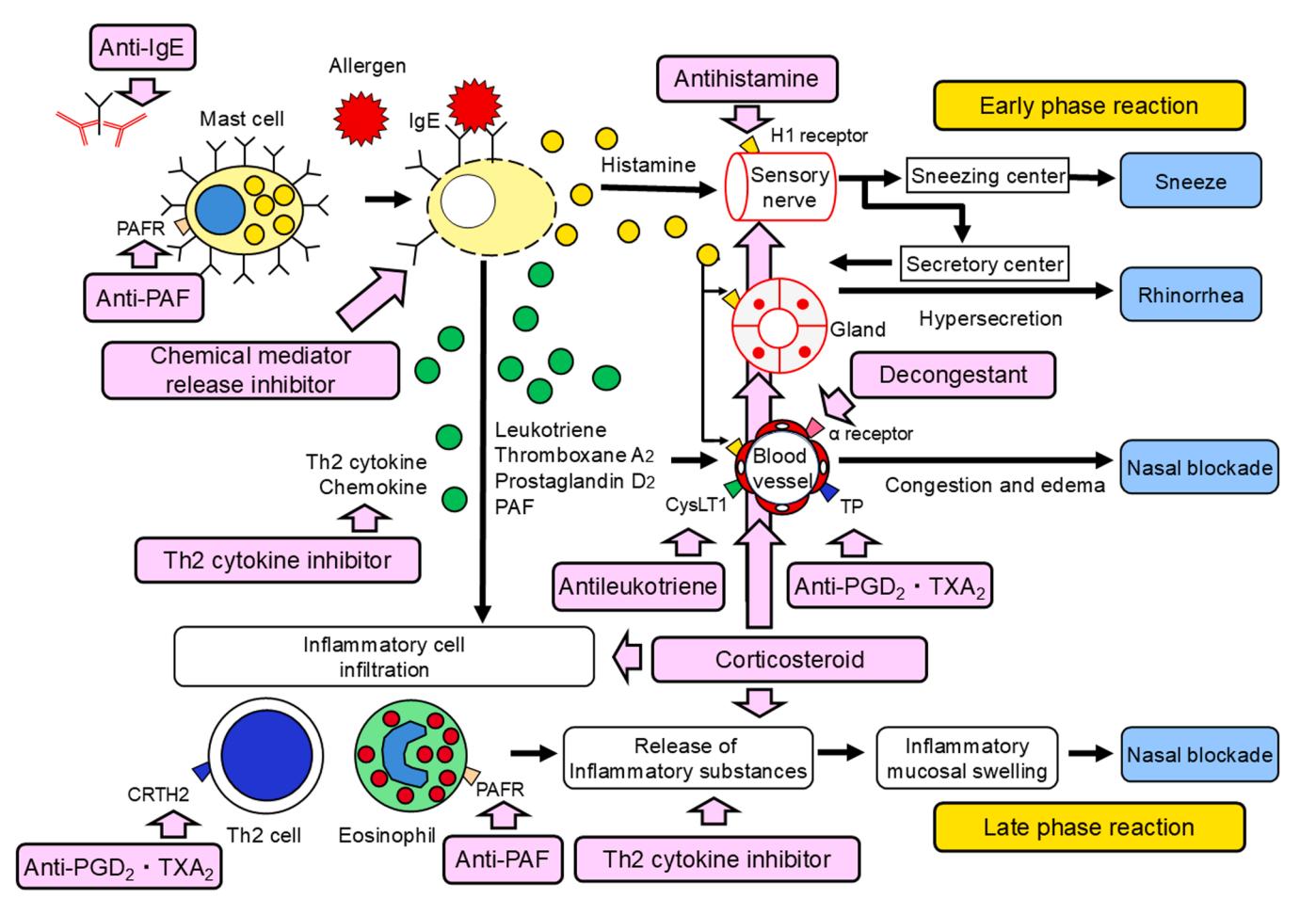 image_category: FLOWCHART/Pathophysiology and pharmacology diagram | body_region: head | specialty: Allergy and Immunology | summary: The diagram illustrates the early and late phase reactions of allergic rhinitis, detailing the cellular pathways, chemical mediators, and corresponding pharmacological targets. | detail: This medical illustration provides a comprehensive overview of the pathophysiology of allergic rhinitis, categorized into early and late phase reactions. The early phase reaction is initiated when allergens cross-link IgE antibodies on the surface of mast cells, leading to degranulation and the release of chemical mediators. Histamine is a primary mediator that stimulates H1 receptors on sensory nerves, triggering the sneezing center and secretory center, resulting in sneezing and rhinorrhea. Simultaneously, mediators such as Leukotrienes, Thromboxane A2 (TXA2), Prostaglandin D2 (PGD2), and Platelet-Activating Factor (PAF) act on blood vessels via specific receptors (CysLT1, TP, and alpha receptors), causing vascular congestion, edema, and subsequent nasal blockade. The late phase reaction is driven by Th2 cytokines and chemokines, which promote inflammatory cell infiltration, particularly eosinophils. These eosinophils release further inflammatory substances that lead to chronic mucosal swelling and persistent nasal blockade. The diagram highlights various therapeutic interventions: Anti-IgE antibodies, antihistamines, decongestants, antileukotrienes, and corticosteroids. It also identifies emerging targets such as Th2 cytokine inhibitors, Anti-PAF agents, and Anti-PGD2/TXA2 inhibitors. This visual map serves as a clinical guide for understanding how specific symptoms arise from molecular pathways and where different classes of medication exert their effects.