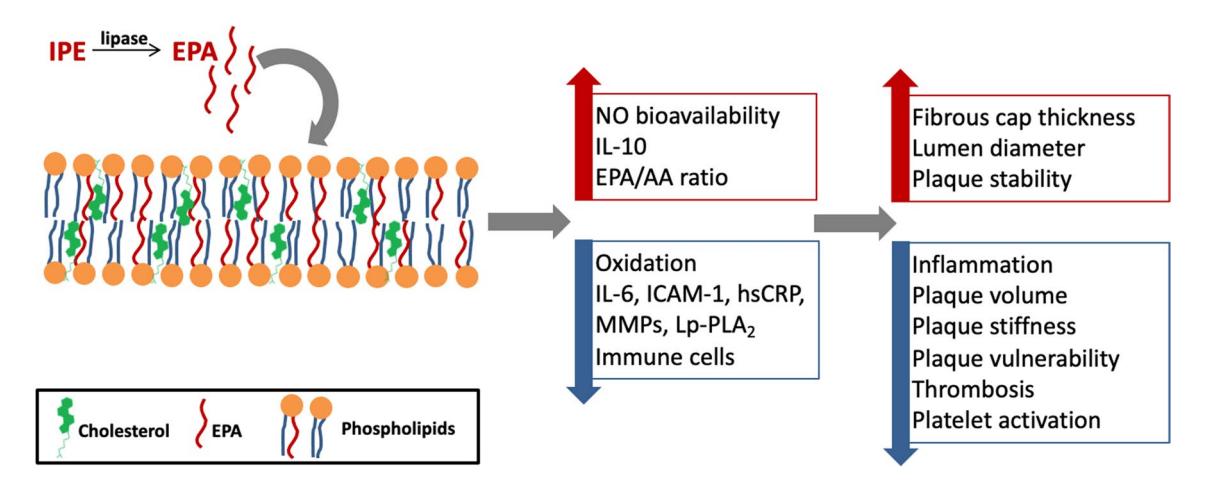 【A Practical Approach to the Management of Residual Cardiovascular Risk: United Arab Emirates Expert Consensus Panel on the Evidence for Icosapent Ethyl and Omega-3 Fatty Acids】Mechanism of Action Diagram