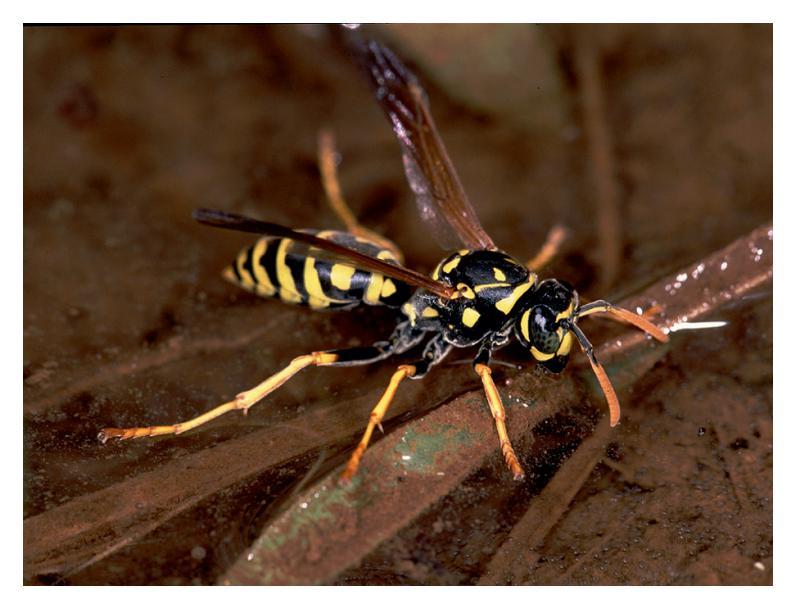 image_category: CLINICAL_PHOTO/Medical Entomology ...