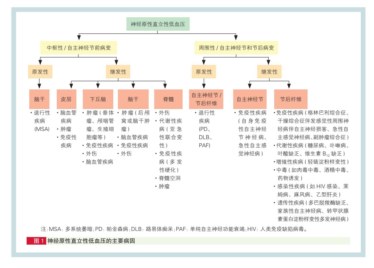 【直立性低血压诊断与处理中国多学科专家共识】神经原性直立性低血压的主要病因