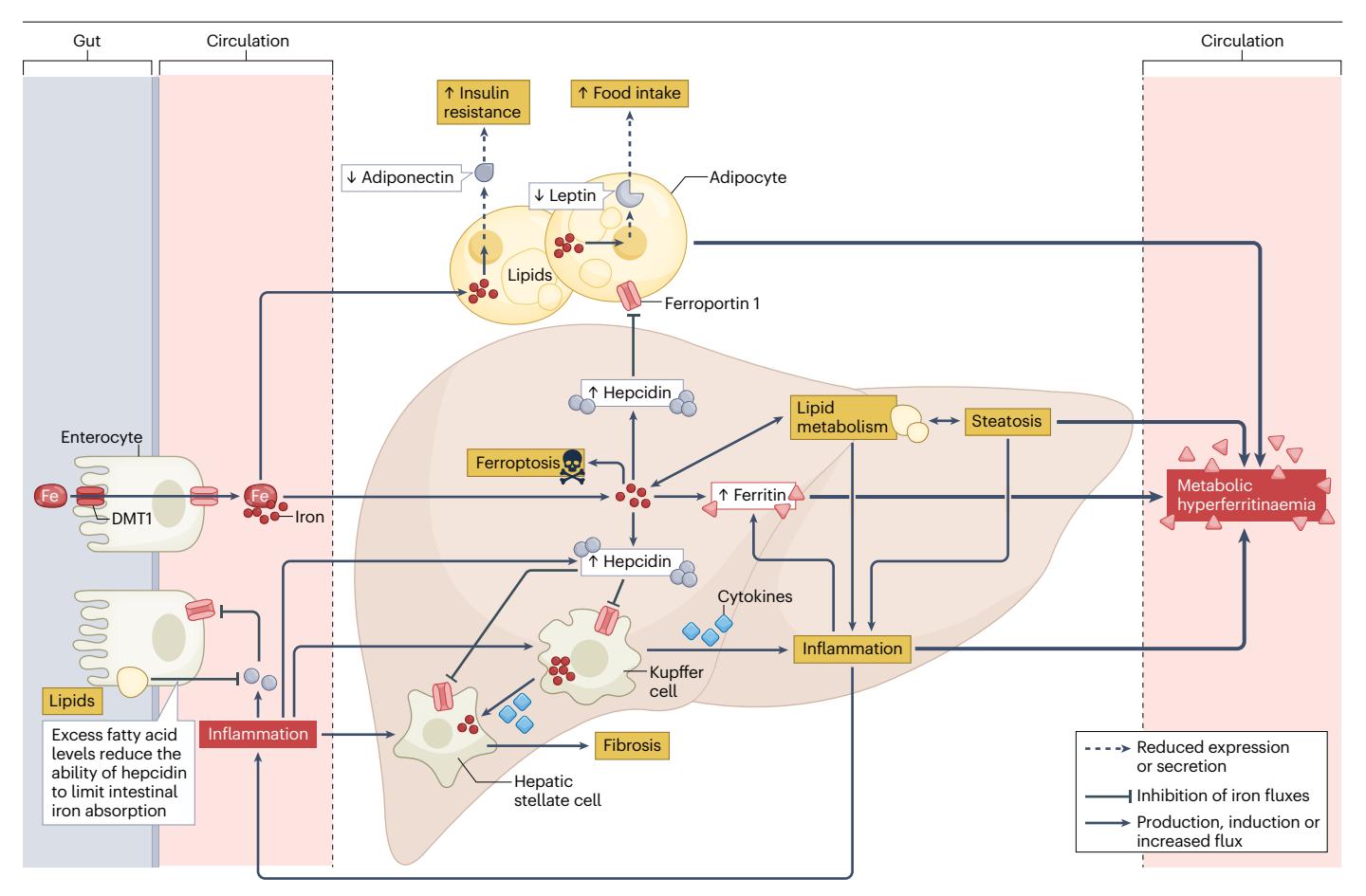 【代谢性高铁蛋白血症的定义和分类国际多学科专家共识】Pathophysiological mechanism diagram