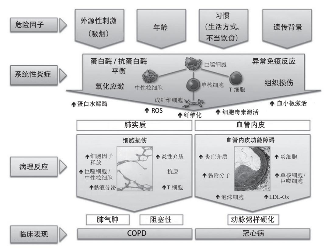 【FLOWCHART/病理生理机制流程图】
