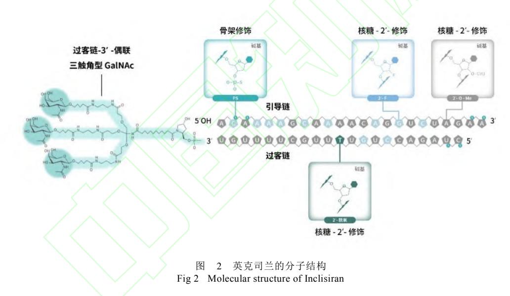 【小干扰RNA降脂药物药学专家共识】英克司兰分子结构示意图