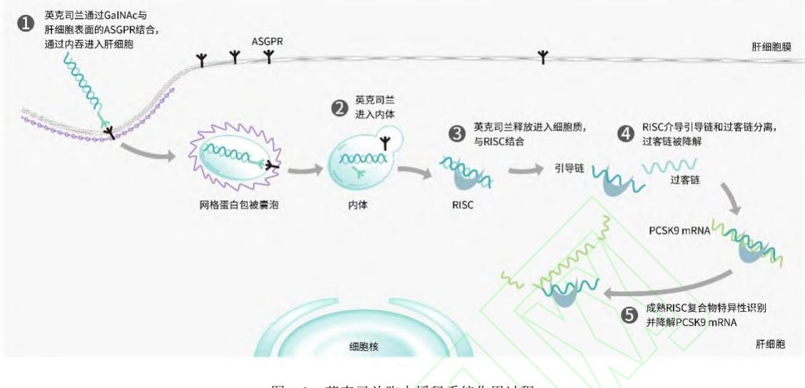 【小干扰RNA降脂药物药学专家共识】英克司兰作用机制示意图