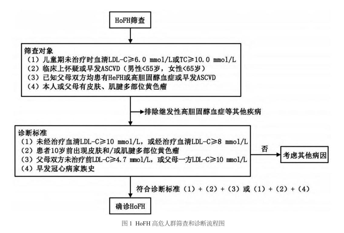 【《纯合子家族性高胆固醇血症早期筛查与管理中国专家共识(2024年)》解读与实践】纯合子家族性高胆固醇血症(HoFH)筛查与诊断流程图