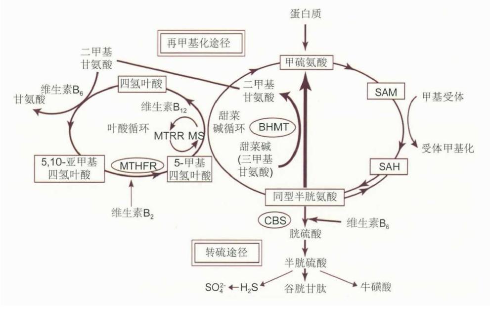【高同型半胱氨酸血症诊疗专家共识】代谢途径图