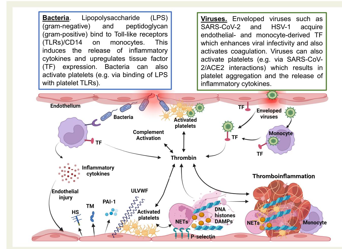 【Management of patients on antithrombotic therapy with severe infections: a joint clinical consensus statement of the ESC Working Group on Thrombosis, the ESC Working Group on Atherosclerosis and Vascular Biology, and the International Society on Thrombosi】Pathophysiology diagram