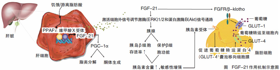 FGF-21：下一个抗<font color="red">糖尿病</font>新药？