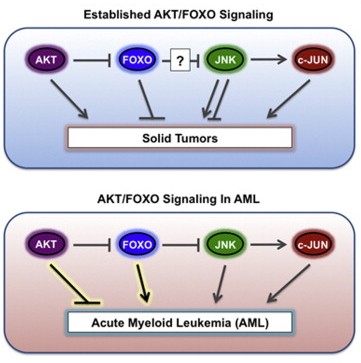 Cell：研究发现白血病关键信号机制AKT/FOXO
