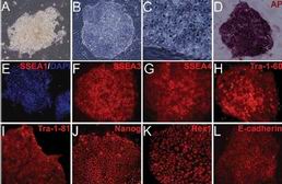Stem <font color="red">Cells</font>：猪诱导性多功能干细胞不产生肿瘤