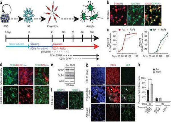 Nat Biotech:人类多能干细胞(iPS)成功诱导成星形胶质细胞