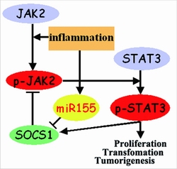 SABCS：乳腺癌干细胞对抗化疗和<font color="red">放疗</font>的机制被初步揭开
