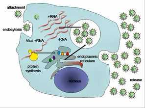 Nat. Med.：鉴定出HCV感染肝细胞的进入因子NPC1L1