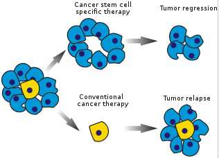 Stem Cells：首次证实<font color="red">放疗</font>能将乳腺癌细胞转变为癌干细胞
