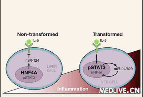 Cell：<font color="red">miR-124</font>可能成为肝癌治疗新靶标