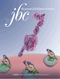 <font color="red">JBC</font>：科学家解开癌细胞死亡之谜的关键