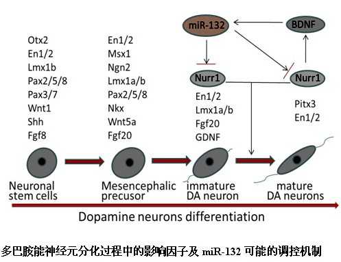 J Cell Sci：乐卫东等miroRNA调节<font color="red">多巴胺</font><font color="red">能</font><font color="red">神经元</font>分化机制获进展