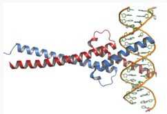 ：阻断CDK蛋白可导致三阴性乳腺癌<font color="red">萎缩</font>