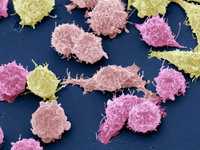 Nature：两项研究揭示大部分抗癌药疗效取决于癌细胞基因组成