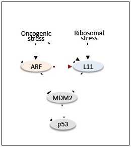JBC：发现核糖体蛋白L<font color="red">11</font>与肿瘤抑制因子ARF有密切联系