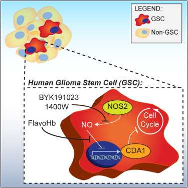 AACR：药物CLR1404能够检测和治疗<font color="red">恶性</font>肿瘤和某些癌干细胞