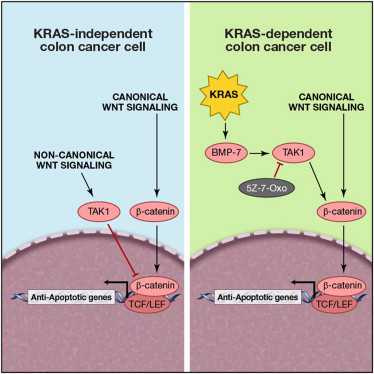 Cell：抑制TAK1蛋白促进结肠癌细胞凋亡