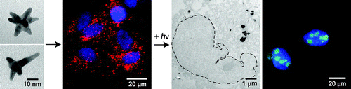 ACS Nano：纳米颗粒能直接载药入癌<font color="red">细胞</font><font color="red">核</font>