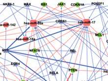 Nucleic Acids Res：郭安源等在急性T<font color="red">淋巴细胞</font>白血病发病机理研究中取得新进展