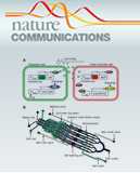 Nat Commun：一种影响能量代谢的酶