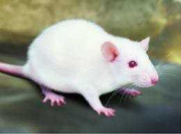 PLoS One：多效蛋白可以增强小鼠的骨质保护能力