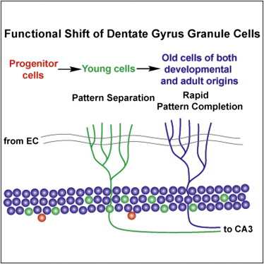 Cell：干细胞发育触发记忆形成