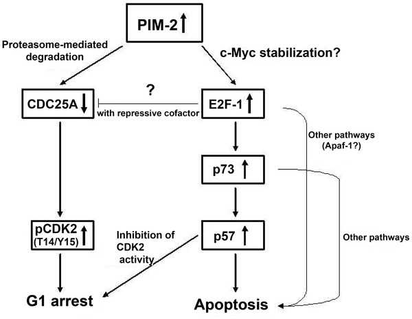 PLoS ONE：原癌基因Pim-2的作用机理