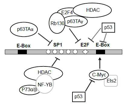 JBC：揭示抑癌基因抑制端粒酶表达的机制