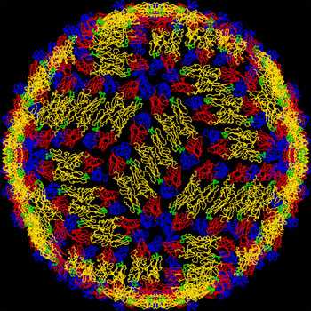 PLoS One：抗体促使登革热病毒感染机制