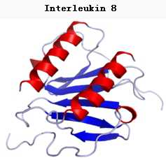 ：揭示<font color="red">IL-8</font>在不同感染位点招募嗜中性粒细胞能力差别