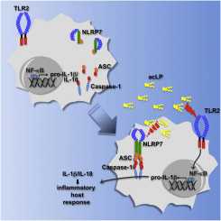 Immunity：发现巨噬细胞识别危险细菌的蛋白“侦察兵”