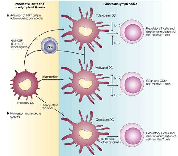 Nat Immun：发现iNKT免疫细胞发育所需的脂肪分子