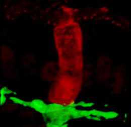 Nature：揭示肠道杯状细胞新功能---护送抗原到树突细胞
